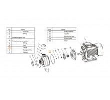 Прокладка-кольцо крышки задней насоса DWK  Mayer Schwimmbad LX F02030027